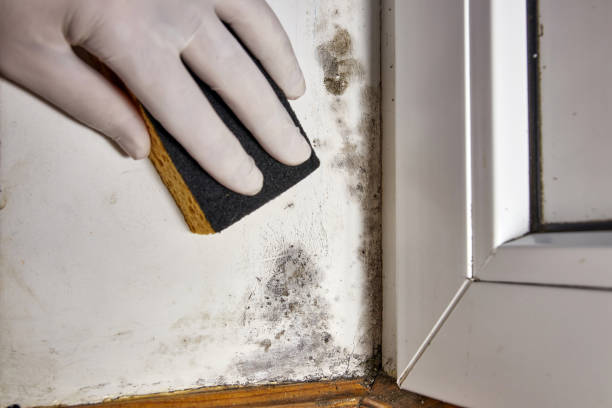 Best Mold Prevention Services  in USA